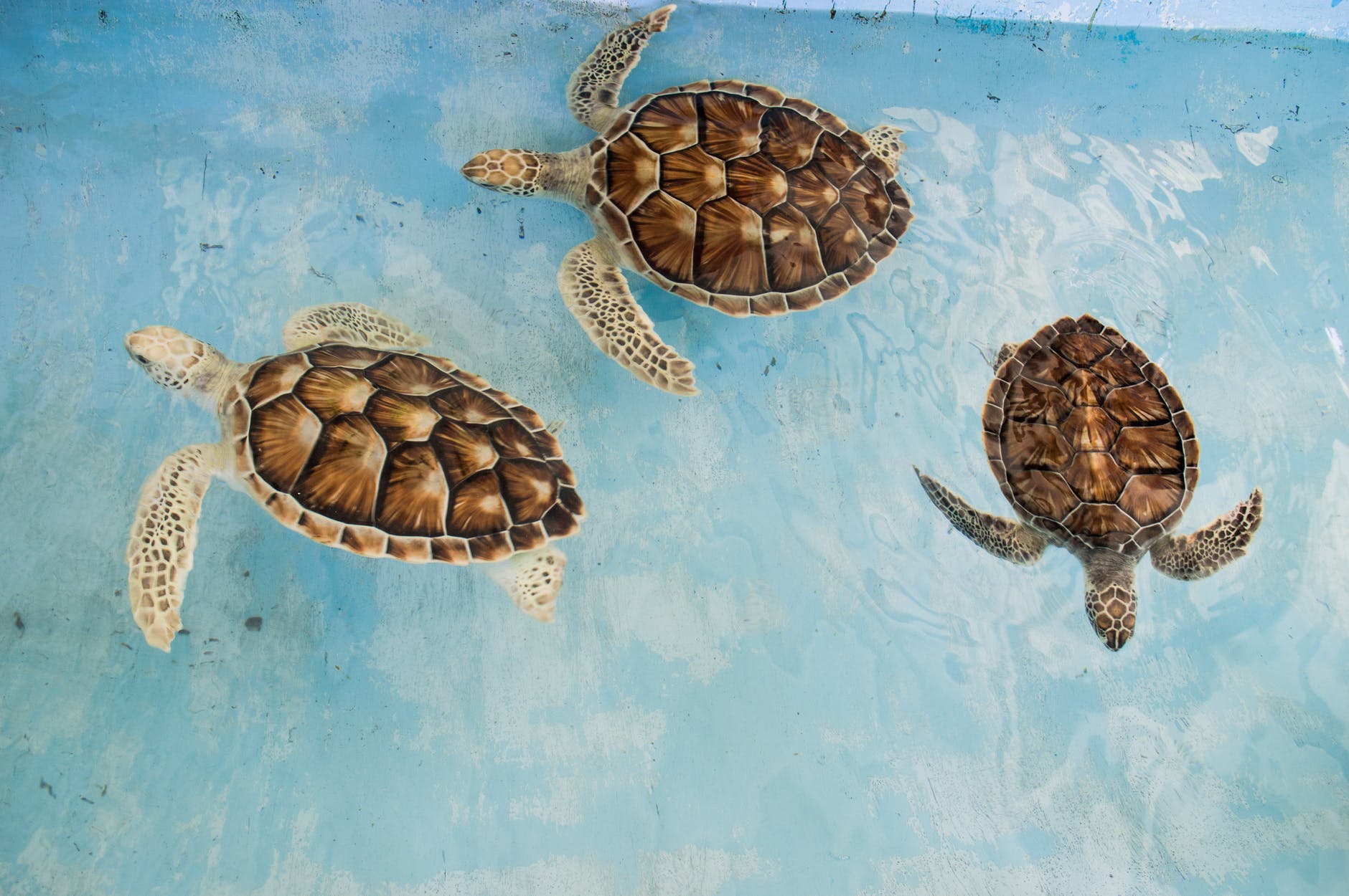 three brown turtles